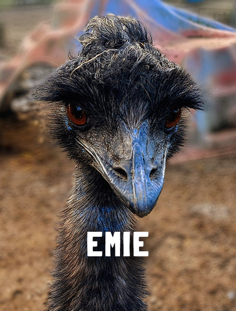 Emie