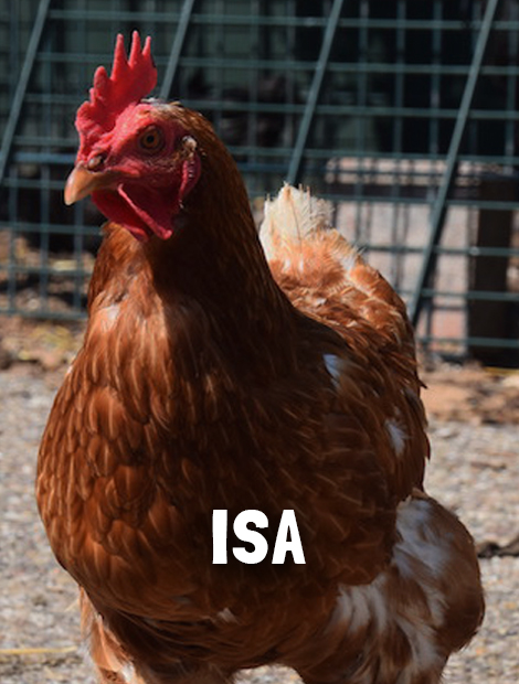 Isa