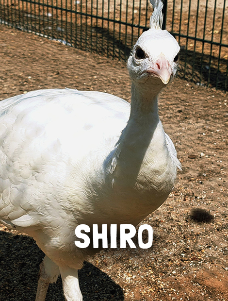 Shiro