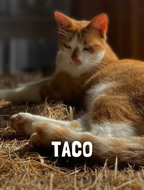 Taco