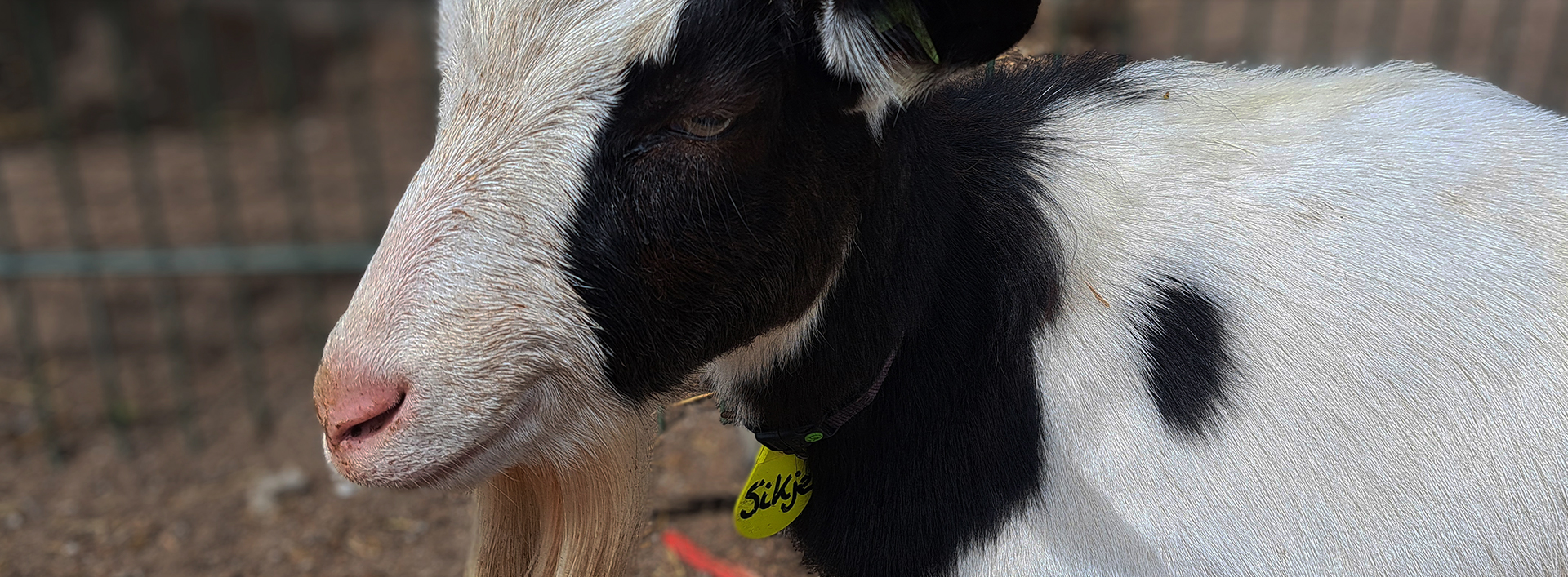 Bewoners van de weide